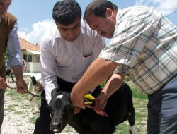 Burdur, Hayvancılıkta Ab'ye Uyum Sağladı