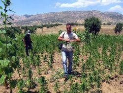 Jandarmanın Bulamadığı Uyuşturucu Tarlalarını Gazeteciler Buldu