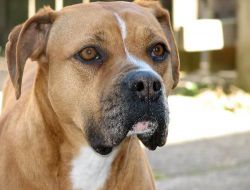 Belediyeden 'Pitbull'ları Bize Getirin' Uyarısı