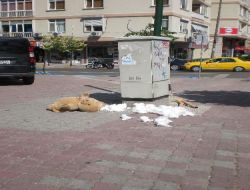 Oyuncak Ayı, Bomba Paniğine Neden Oldu!
