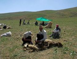 Koyun Kırpma Şenliği, Yüksekova'ya Terörü Unutturdu!