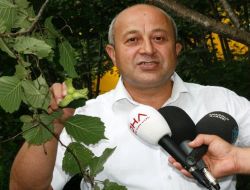 Fındık Üreticisi, Kilogramda 6 Liranın Üzerinde Fiyat Bekliyor!!