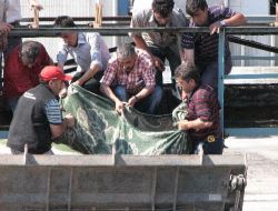 Amasya Şeker Fabrikası'nda Bir İşçi Ölü Bulundu