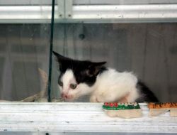 Pet Shop Sahibi Tatile Çıkınca Hayvanlar Telef Oldu
