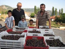 Kirazdaki Bolluk Üreticiyi Sıkıntıya Soktu