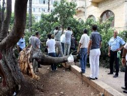 Bakımsızlıktan Kökü Çürüyen Ağaç Vatandaşların Üzerine Devrildi: 2 Yaralı
