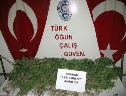 Evin Bahçesinde Ekili 160 Kök Hint Keneviri Ele Geçirildi