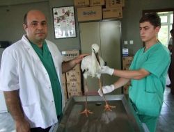 Yavru Leyleğe Kırıkkale Üniversitesi Sahip Çıktı