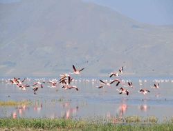 Van Valisi Karaloğlu: Flamingoları Dünya Turizmine Kazandıracağız