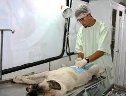 Köpekler Kısırlaştırılarak Aşılanıyor