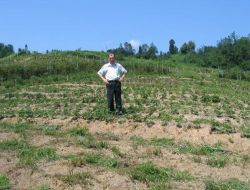 Sahibine Yüksek Gelir Sağlayacak Örnek Bahçe Kurmak İçin Arazi Arıyor