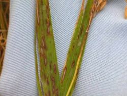 Uzmanlardan 'çeltik Yanıklık Hastalığı' İle Mücadele Uyarısı