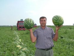 Kadirli'de Karpuz Tarlada 17 Kuruşa Düştü