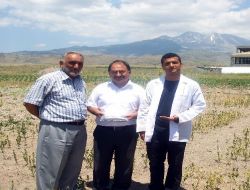 Develi'de Kanola Ve Çemen Ekimi Yapıldı