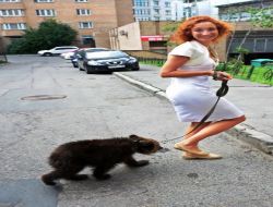 Moskova Sokaklarında Köpek Değil, Ayı Gezdiriyorlar