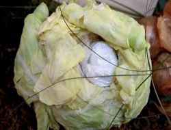 Ölümcül Hasat Sergisi: Lahana, Cep Telefonu, Kitap Ve Araba Lastiğinde Uyuşturucu Taşıyorlar!.