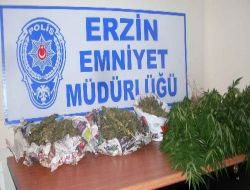 Saksıda Hint Keneviri Yetiştirmiş!