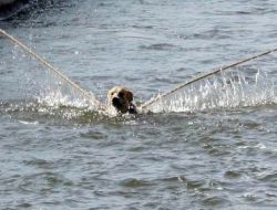 Sulama Kanalına Düşen Köpek İtfaiye Tarafından Kurtarıldı