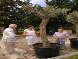Zeytin Ağaçları Batum-kuşadası Kardeşliği İçin Dikildi
