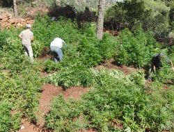 Amanos Dağları'nda Pkk Gözetiminde Ekilen 40 Bin Kök Hint Keneviri Bulundu!!