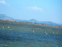 İzmir Valisi, Büyükşehir Belediye Başkanı'nı Azarladı