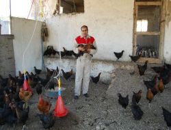 Tavukları Yoncayla Besledi, Verimi Katladı