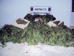 Mısır Tarlasında Esrar ve Hint Keneviri Ele Geçirildi!