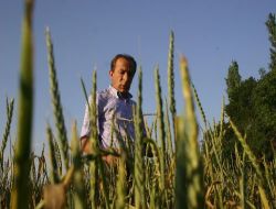 Şifa Deposu Dinkel Buğdayı Konya Ovası'nda Hayat Bulacak!