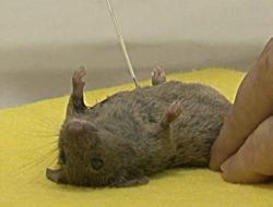 Rusya, Köpek ve Maymun Yerine Uzaya Fare Gönderecek!