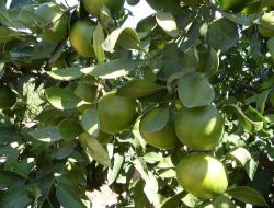 Yaz Yağmuru Bol Ürün Bekleyen Narenciye Üreticisini Umutlandırdı