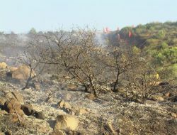 Kuşadası'nda Orman Yangını