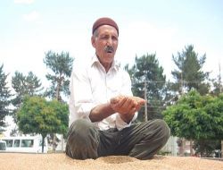 Muş Ovası Son 20 Yılın En Bereketli Yılını Yaşıyor