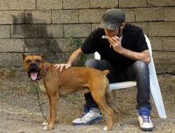 Bu Köpek Mızıka Sesiyle Uluyor