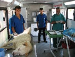 Kumluca'daki 100 Sokak Hayvanı Kısırlaştırılacak