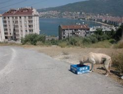 Gemlik'te Sokak Köpekleri Artık Susuz Kalmayacak