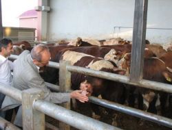 Macaristan'dan İthal Edilen Hayvanlar, Kazan'da Kesilmeyi Bekliyor