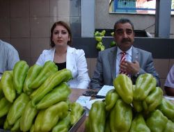 Türkiye'nin Patentli Üç Biberinden Kale, Tütüne Alternatif Oldu