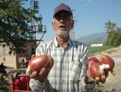 Soğan Üreticileri Destek Bekliyor