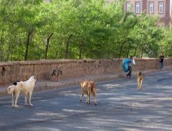 Diyarbakır'da Başıboş Köpekler Korku Saçıyor!