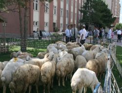 Saf Irk Koyun Yetiştirmek İçin Koç Dağıtıldı