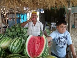 Hatay'da Günde 100 Ton Karpuz Satılıyor