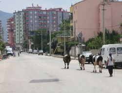 Kozan'da Büyük Ve Küçükbaş Hayvan Besiciliği Yasaklanıyor