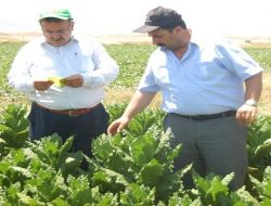 Muş, Tütün Üretiminde Makedonya'ya Rakip Oldu