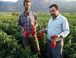 Salçalık Kırmızı Biber Üreticisini Memnun Etmedi