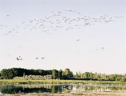 Niğde Akkaya Baraj Gölü Göç Eden Flamingoların Uğrak Yeri Oldu