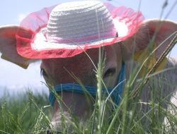 Erzurum'da Büyükbaş Hayvan Islahı Projesi'nde Beş Yılda 40 Bin Suni Tohumlama Yapıldı