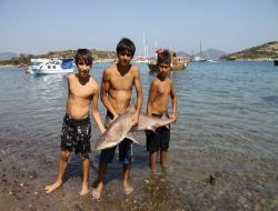 Bodrum'da 1,5 Metrelik Köpek Balığı Yakalandı!