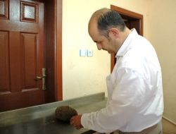 Yaralı Kirpiye Belediye Sahip Çıktı