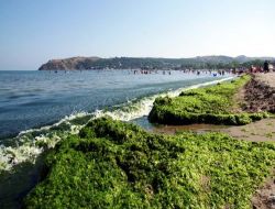 Bursa Eşkel'de Sahilleri Yosun Tuttu