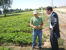 Birecik'te 2,5 Milyon Fidan Projesi Tuttu